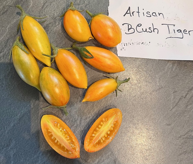Artisan_Blush_Tiger